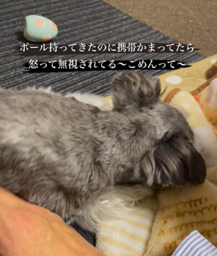 犬の『遊ぼう』をスルーした結果…「人間の女子みたい」完全に拗ねた姿に反響
