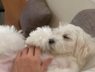 ママの膝の上で爆睡するわんこ。目が覚めると…「え！？」わんこが驚いた理由とその表情に「人間のそれ」「表情が何とも言えない」