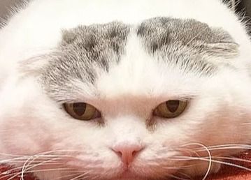 猫「何か問題でも？」おじさんのような昼寝姿に「消えた野生」「人生2回目」飼い主も「はじめて見たときは衝撃を受けました」