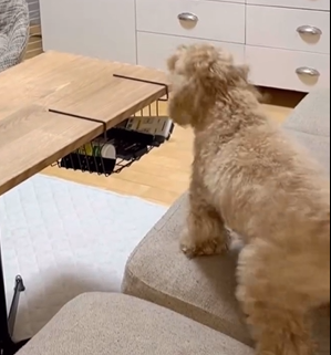 大好きな家族と1ヶ月ぶりに再会するワンちゃん　感動の瞬間かと思ったら…まさかのオチに飼い主も「さすが」